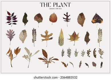 The plant. Set Autumn flower market poster. Herbarium