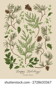 Plant set. Evergreen flora. Botanical illustration: holly, pine, cypress, ivy, and pinecones. Colorful