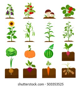 Plant Set Icons In Cartoon Style. Big Collection Plant Vector Symbol Stock Illustration