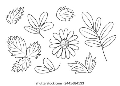 Conjunto vegetal de hojas de verano de fresa, arándano, flor de manzanilla. Vector conjunto de dibujos de líneas sobre fondo blanco. Estilo plano, doodle, para el diseño y decoración de Anuncios, redes sociales