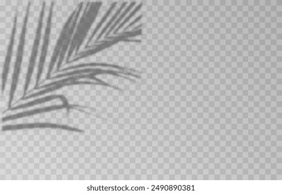 Plant shadow on an isolated transparent background. Vector plant shadow png.