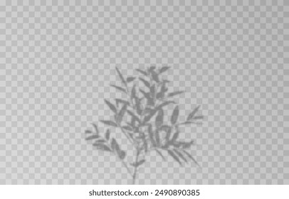 Plant shadow on an isolated transparent background. Vector plant shadow png.