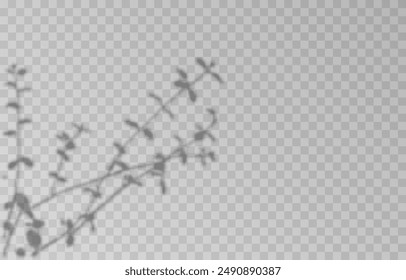 Plant shadow on an isolated transparent background. Vector plant shadow png.