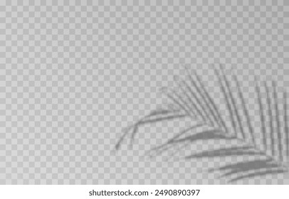 Plant shadow on an isolated transparent background. Vector plant shadow png.