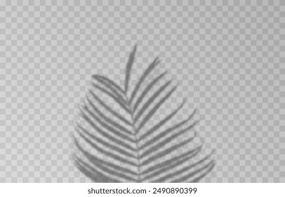 Plant shadow on an isolated transparent background. Vector plant shadow png.