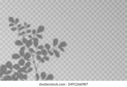 Plant shadow on an isolated transparent background. Vector plant shadow png.