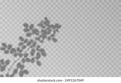 Plant shadow on an isolated transparent background. Vector plant shadow png.