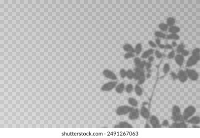 Plant shadow on an isolated transparent background. Vector plant shadow png.