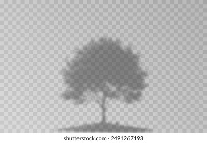 Plant shadow on an isolated transparent background. Vector plant shadow png.