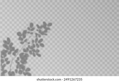 Plant shadow on an isolated transparent background. Vector plant shadow png.