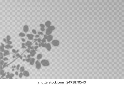 Plant shadow on an isolated transparent background. Vector plant shadow png.