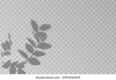 Plant shadow on an isolated transparent background. Vector plant shadow png.