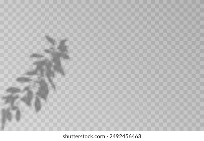 Planta sombra sobre un fondo transparente aislado. Vector planta sombra png.