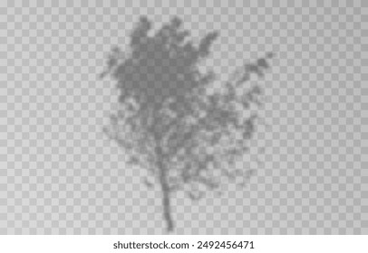 Plant shadow on an isolated transparent background. Vector plant shadow png.