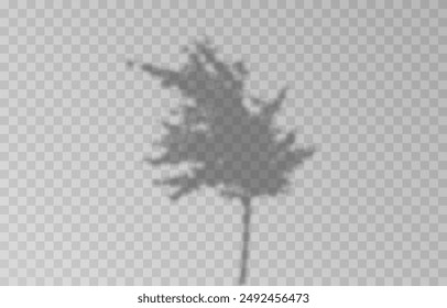 Plant shadow on an isolated transparent background. Vector plant shadow png.