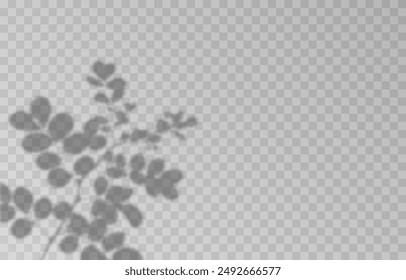 Plant shadow on an isolated transparent background. Vector plant shadow png.