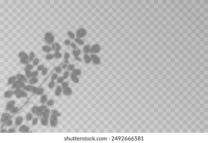 Plant shadow on an isolated transparent background. Vector plant shadow png.