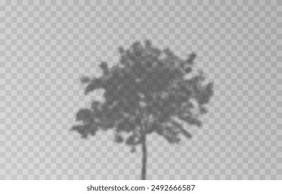 Plant shadow on an isolated transparent background. Vector plant shadow png.