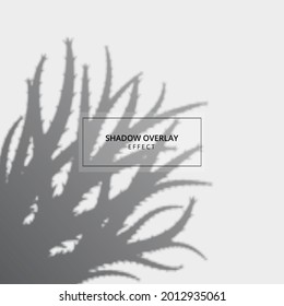 Plant shadow overlay effect on gray background 