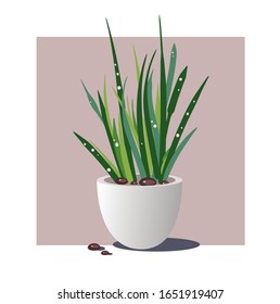 a plant with sharp leaves in a white pot containing stones