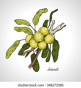 The plant shea nuts, color, Line Art