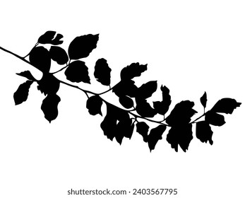 Plant silhouettes as vector images, botanical leaves, leaf branch, leaf illustration, forest pattern,