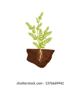 Plant with small leaves on high stems. Root system in the soil. Vector illustration.