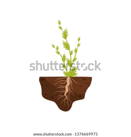 Plant with small leaves and a thick root in the soil. Vector illustration.