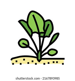 plant spinach growing color icon vector. plant spinach growing sign. isolated symbol illustration