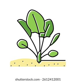 plant spinach growing color icon vector. plant spinach growing sign. isolated symbol illustration