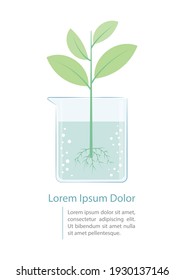 Plant sprout in beaker vector illustration. Plants absorb water through roots. Science infographic.