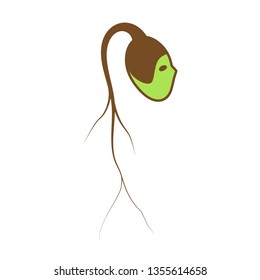 Plant sprout wheat as man