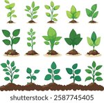 Plant Sprouts Vector Illustration, Isolated on White