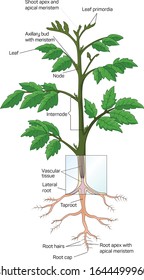 Vector Schematic Illustration Showing Photosynthesis Plant Stock Vector ...