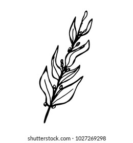 plant stem with leaves and berries sketch vector isolated black