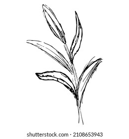 Plant stem with leaves. Hand-drawn black and white vector sketch isolated on transparent background