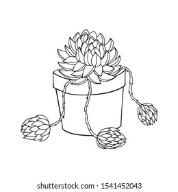 plant - stone rose, young, Echeveria vector illustration eps10. hand drawing. out line