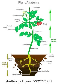 Plant structure, anatomy. Root, shoot system. Basic tree diagram. Parts, axillary bud, vascular tissue, lateral, epidermis, leaf, fruit, axil . Water flow direction. Explanations Illustration vector