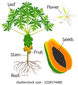 Plant structure of papaya tree isolated on white background.