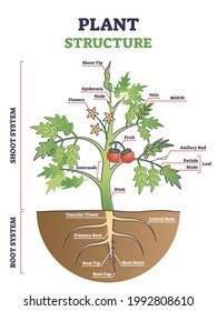 Plant Structure With Root, Stem And Leaf Anatomical Sections Outline Diagram. Educational Tomato Model With Parts Location Description In Labeled Scheme Vector Illustration. Sprout Detailed Graphic.