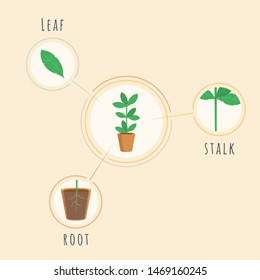 Plant structure vector banner template. Biology lesson equipment, tool, placard explaining root, stalk, leaf elements. Botanical morphology poster, infographics, growing crops visualization