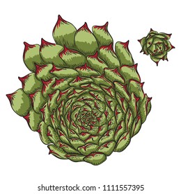 Plant Succulent for Scandinavian mood creation or card design. Stylish wild tropical forest or rainforest plant. Isolated tropic flower. Vector.