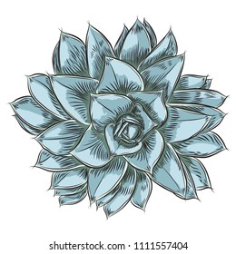 Plant Succulent for Scandinavian mood creation or card design. Stylish wild tropical forest or rainforest plant. Isolated tropic flower. Vector.