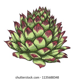 Plant Succulent for Scandinavian mood creation or card design. Stylish wild tropical forest or rainforest plant. Isolated tropic flower. Vector.