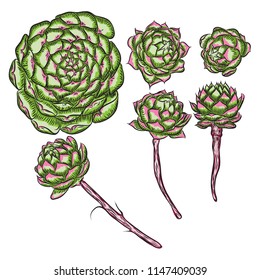 Plant Succulent for Scandinavian mood creation or card design. Stylish wild tropical forest or rainforest plant. Isolated tropic flower. Vector.
