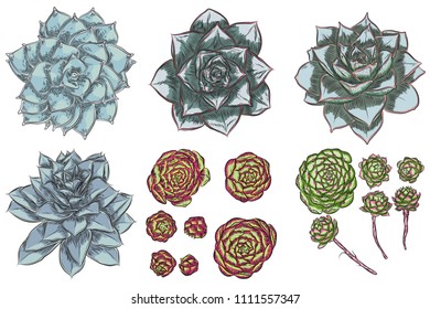 Plant Succulent set for Scandinavian mood creation or card design. Stylish wild tropical forest or rainforest plants. Isolated tropic flowers. Vector.