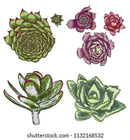 Plant Succulent set for Scandinavian mood creation or card design. Stylish wild tropical forest or rainforest plants. Isolated tropic flowers. Vector.