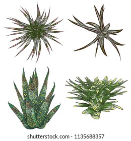 Plant Succulent set for Scandinavian mood creation or card design. Stylish wild tropical forest or rainforest plants. Isolated tropic flowers. Vector.
