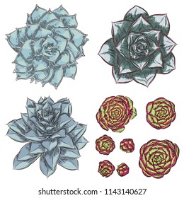 Plant Succulent set for Scandinavian mood creation or card design. Stylish wild tropical forest or rainforest plants. Isolated tropic flowers. Vector.