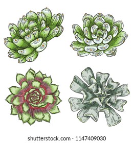 Plant Succulent set for Scandinavian mood creation or card design. Stylish wild tropical forest or rainforest plants. Isolated tropic flowers. Vector.